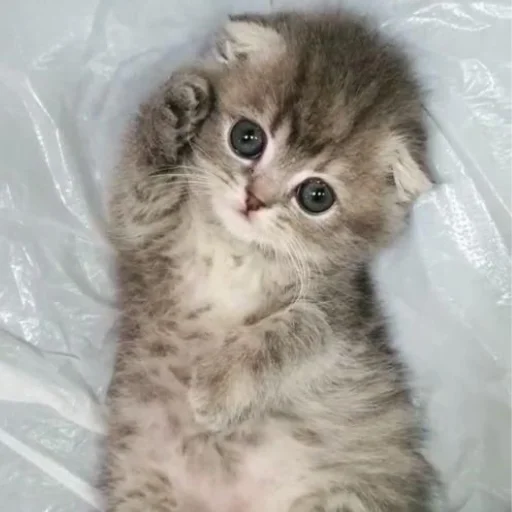 Стикер котики
