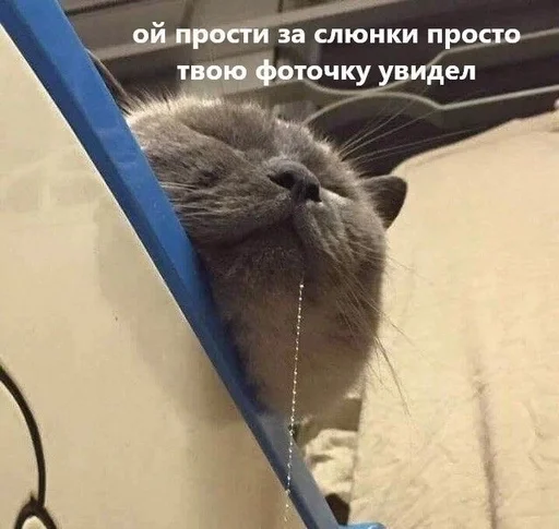 Стикер животные кьют