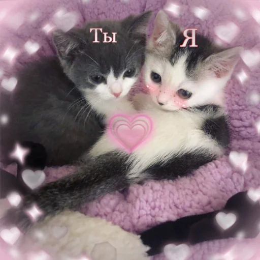 Стикер 🐈‍⬛️ ˓𓄹 ࣪˖