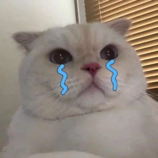 Стикер cutecats 3