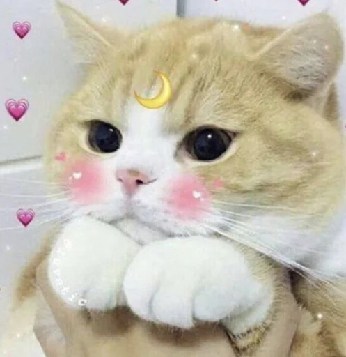 Стикер ฅ^•ﻌ•^ฅ