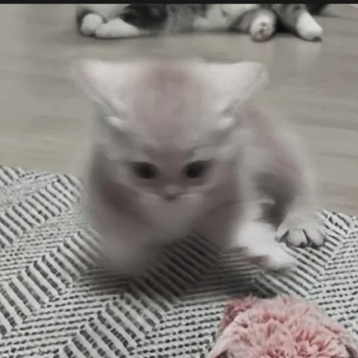 Стикер cutecat^^
