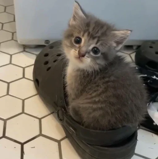 Стикер pisi