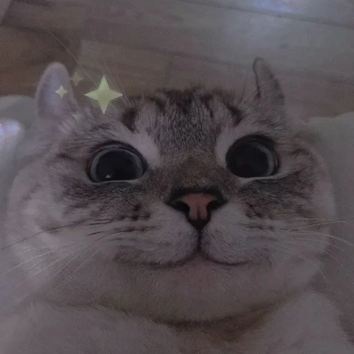 Стикер cutie cat