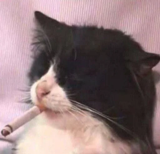 Стикер Cats