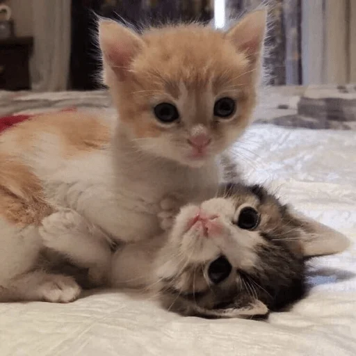 Стикер котейки