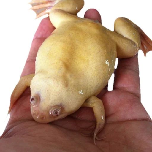 Стикер Держи жабу