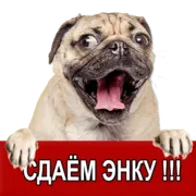 Набор стикеров