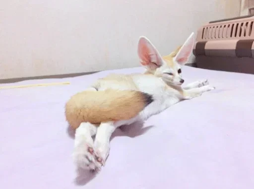 Стикер dogs