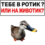 Стикер Злая утка