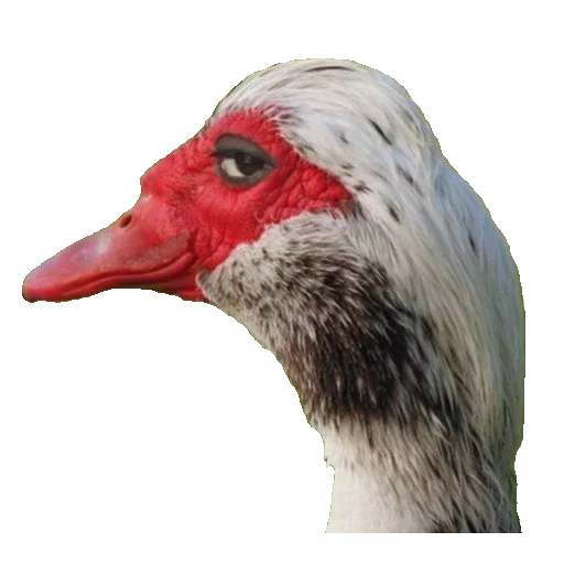 Стикер Гуси