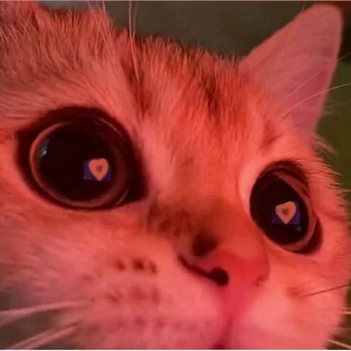 Стикер Erik show