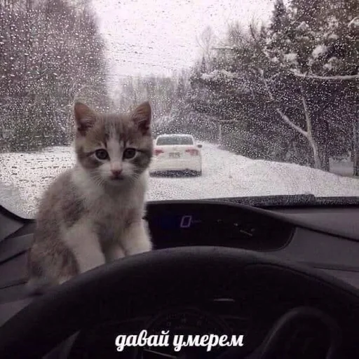 Стикер Разрывные котята