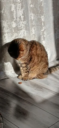 Стикер Феликс