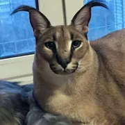 Стикер Big Floppa stick