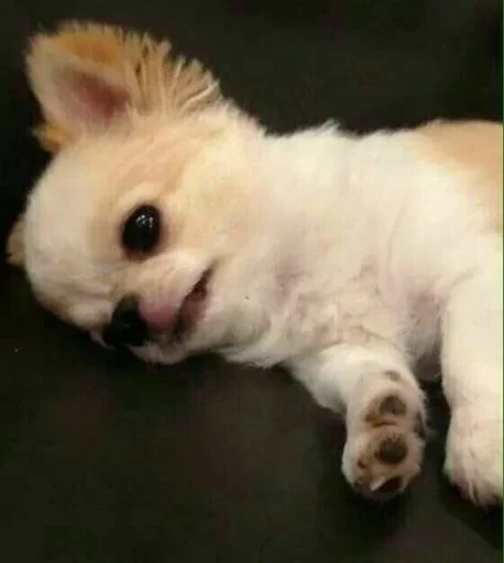 Стикер Funny Dogs