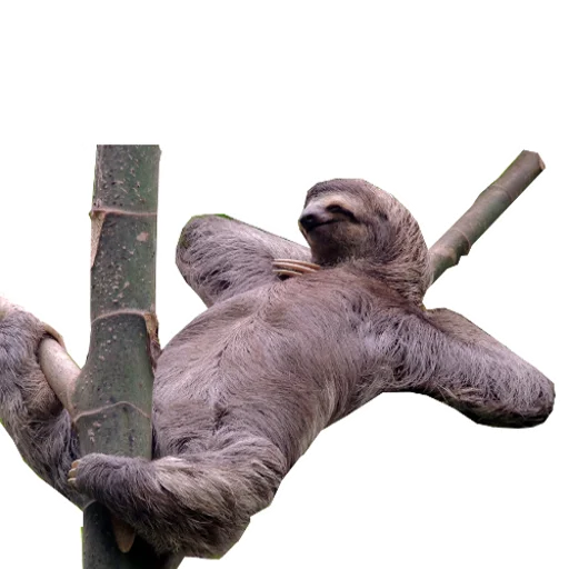 Стикер Fun Sloth