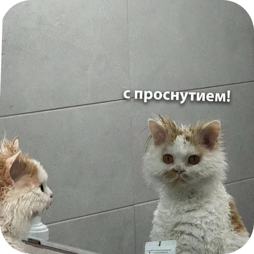 Стикер Котики и фразочки