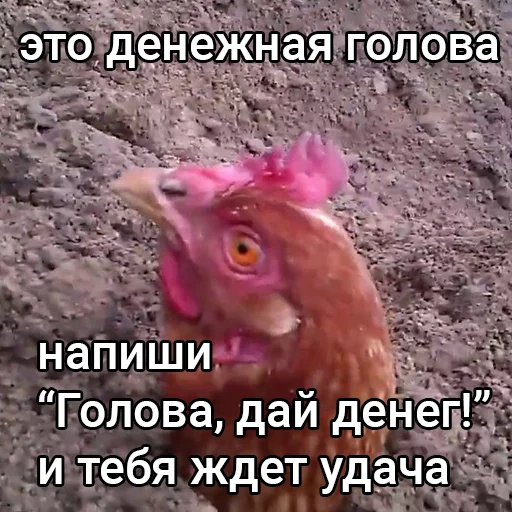 Стикер Голова, дай денег!