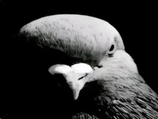 Стикер голубь png