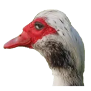 Стикер Goosebumps