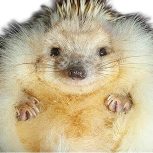 Стикер hedgehogs Beauty Stickers