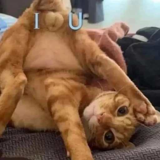 Стикер Cats | Котики