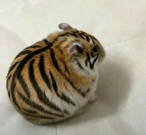 Стикер Hamster 🐹 capybara and bird mem