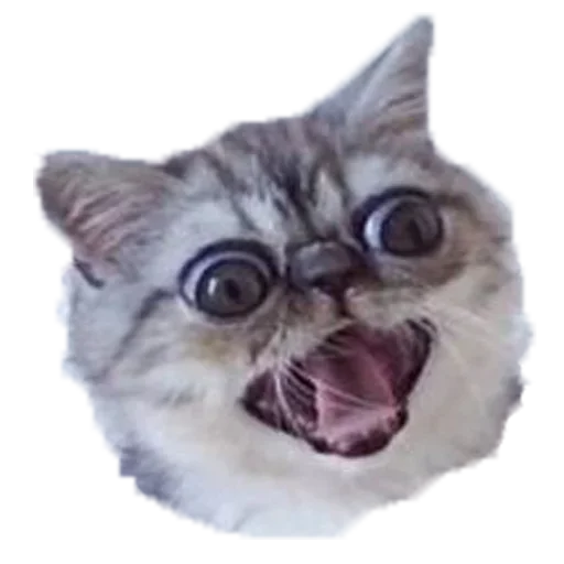 Стикер Хозяин Кота ИДИОТ