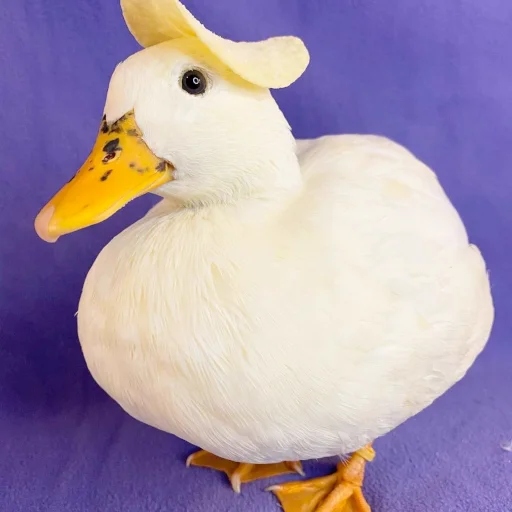 Стикер Animali