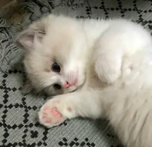 Стикер sweet pussy