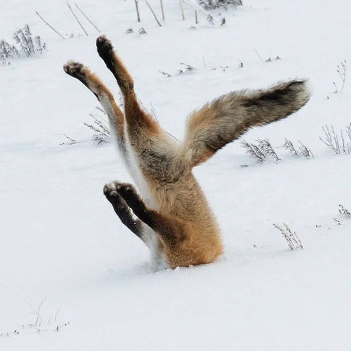 Стикер Лисички
