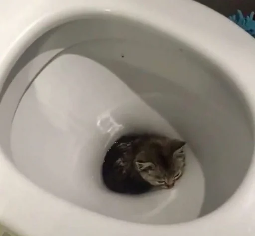 Стикер кошечки