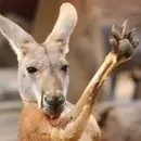 Стикер kangaroos