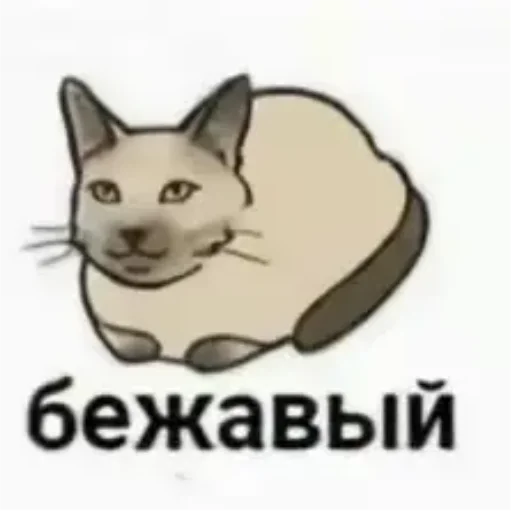 Стикер котики
