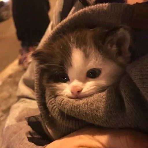 Стикер kitten$