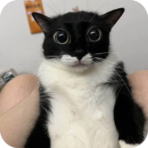 Стикер котики