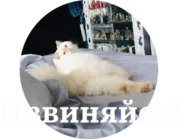 Стикер Кисюня