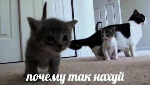 Стикер котейки