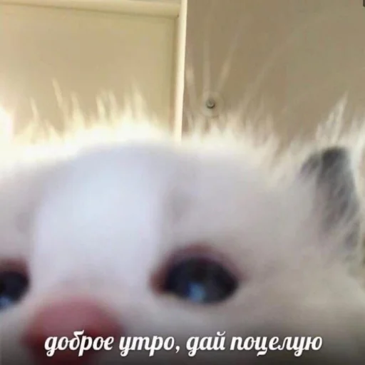 Стикер kitiiiiiikiiiii
