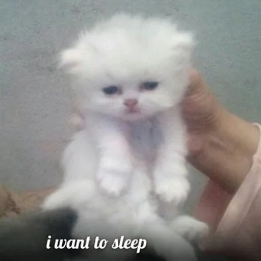 Стикер котики