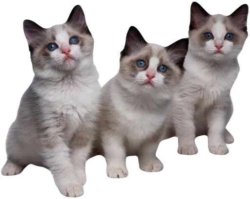 Стикер cute kitty