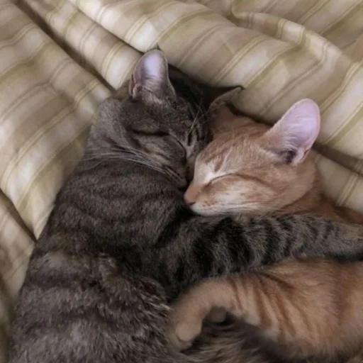 Стикер милые котики