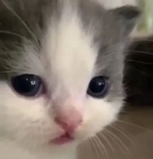 Стикер kitty