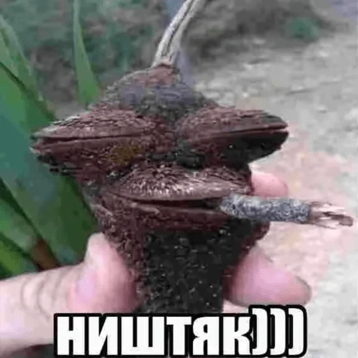 Стикер Memes