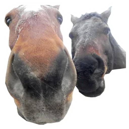 Стикер Koniachki