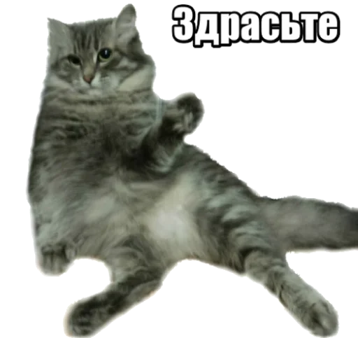 Стикер 40 кошек