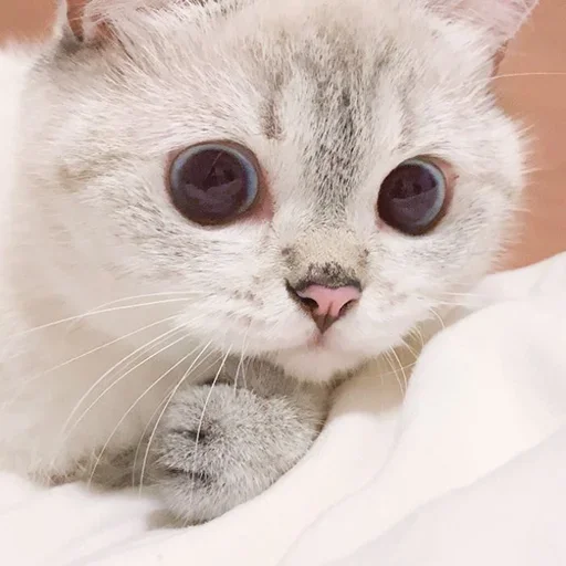 Стикер Кошколюб