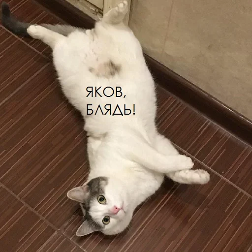 Стикер Meow