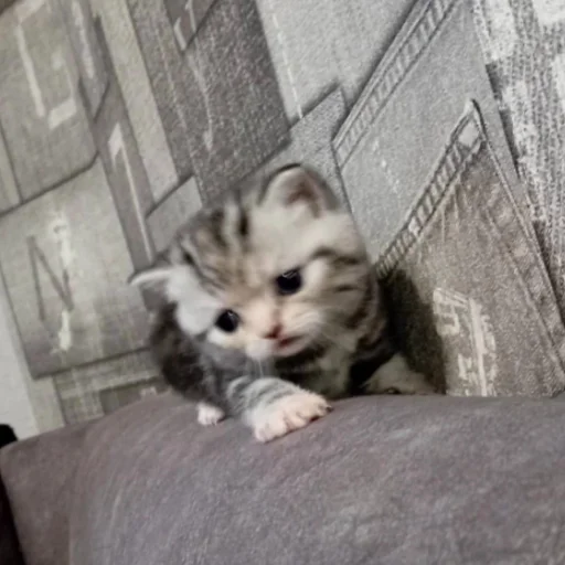 Стикер котеночки